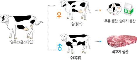 얼룩소(홀스타인)-암(젖소): 우유 생산, 송아지 생산/수(육우): 쇠고기 생산
